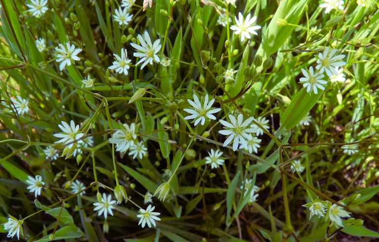 Lesser Stitchwort